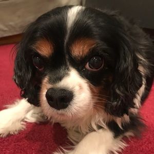 Meet your Posher, Sami